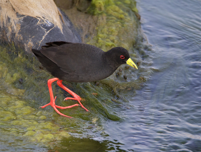 crake.jpg