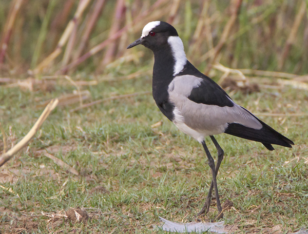 lapwing.jpg