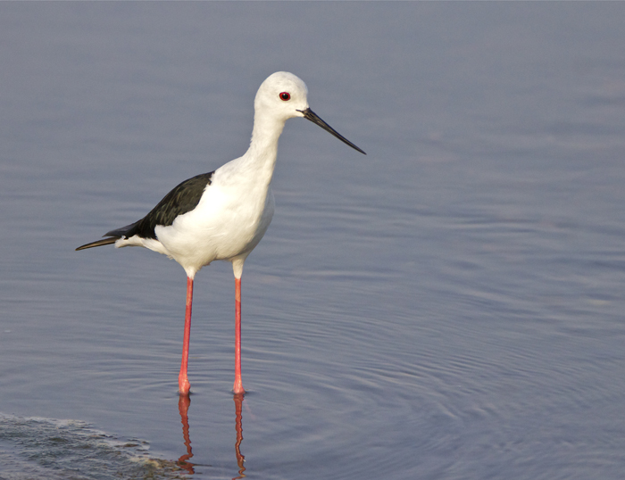 stilt.jpg