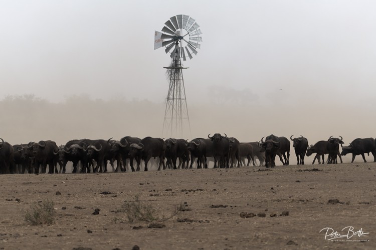 Mist and Dust.jpg