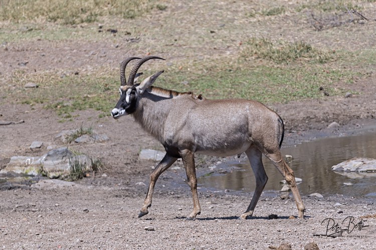 Roan Bull.jpg