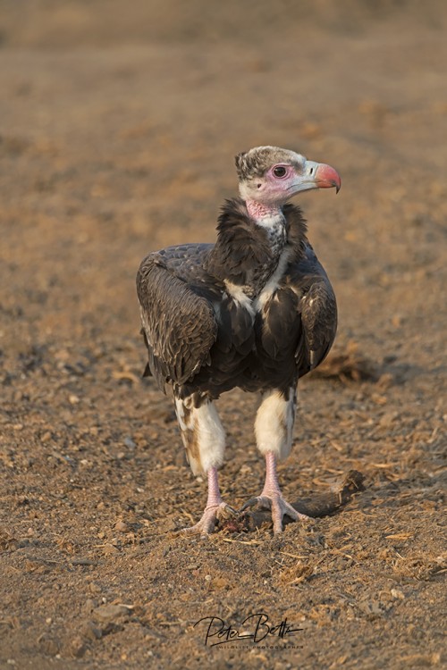 White Headed Vulture.jpg