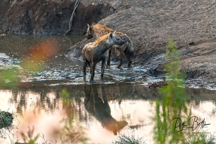 Hyena Ablutions Tsendze River.jpg