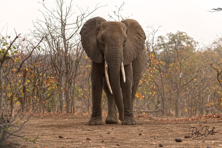 Mopani Veld Ellie.jpg