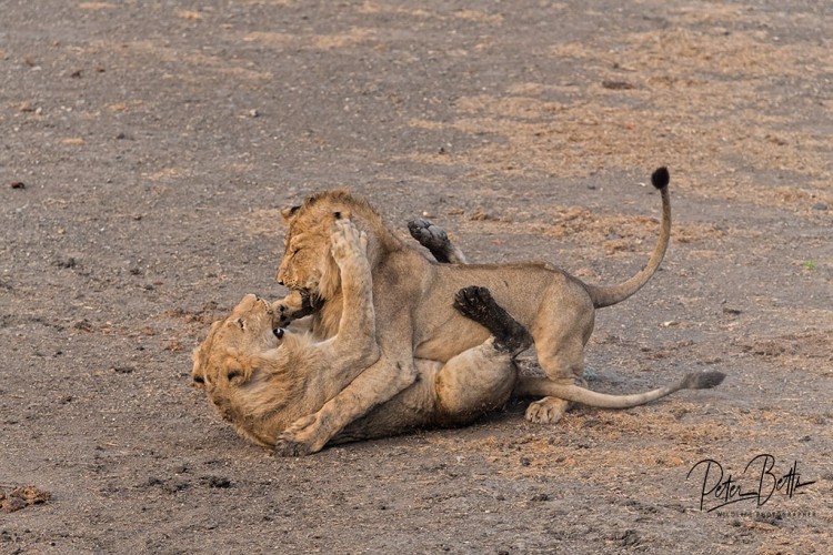 Big Hit Lions.jpg
