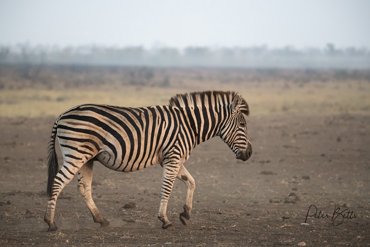 Mooiplaas Zebra Female.jpg