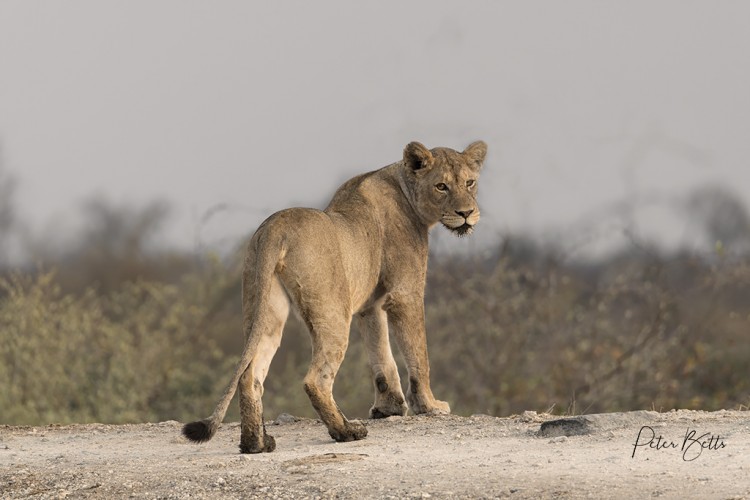 Young Lioness Stare.jpg