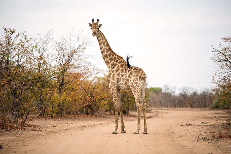 Tsendze Loop Giraffe.jpg