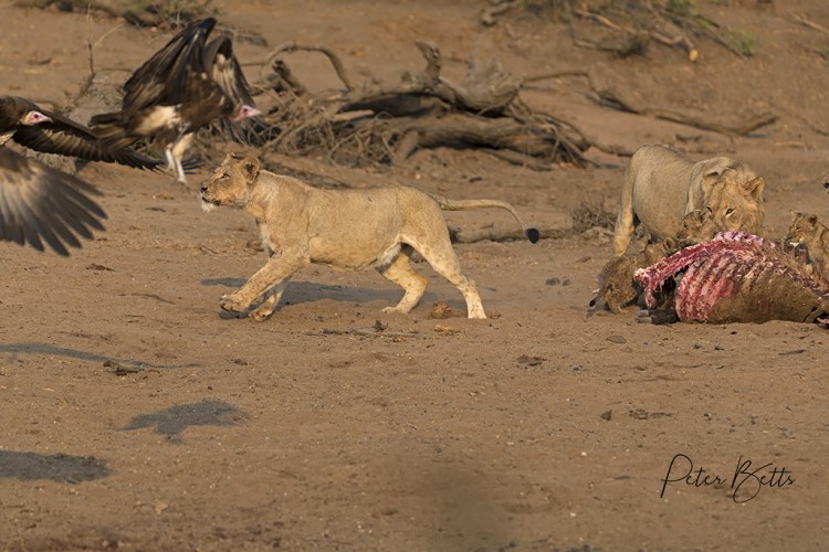 Chasing Vultures.jpg