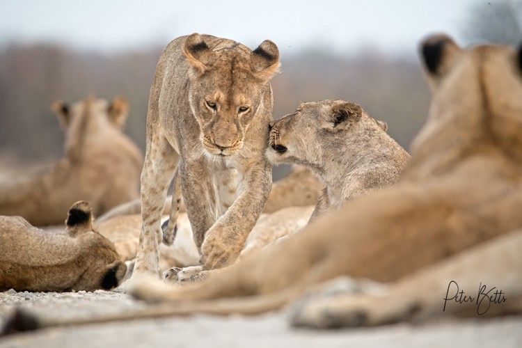 Lion Alley.jpg