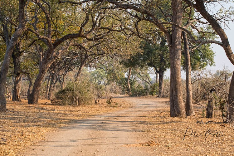 Riverine Forest Shingwedzi River.jpg