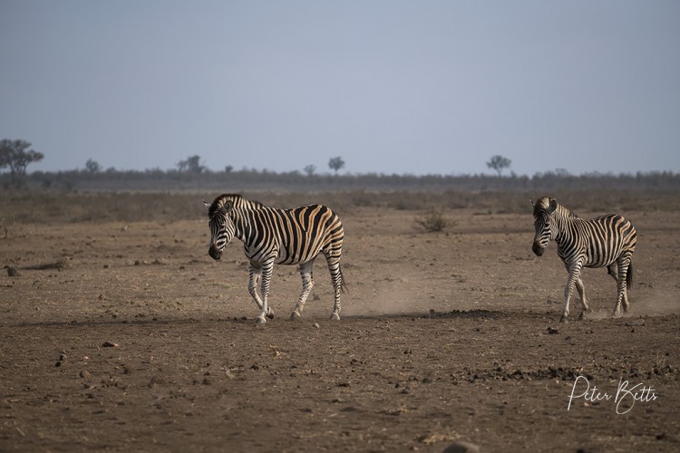 Zebra Trek.jpg