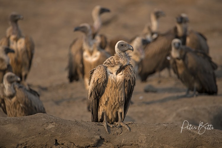 Patient Vultures.jpg