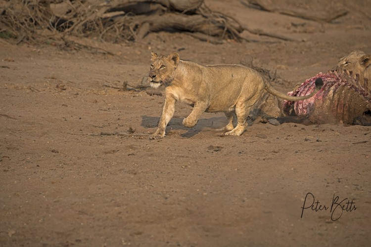 Lion Charge.jpg
