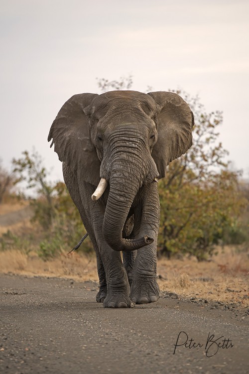Musth Bull S50.jpg