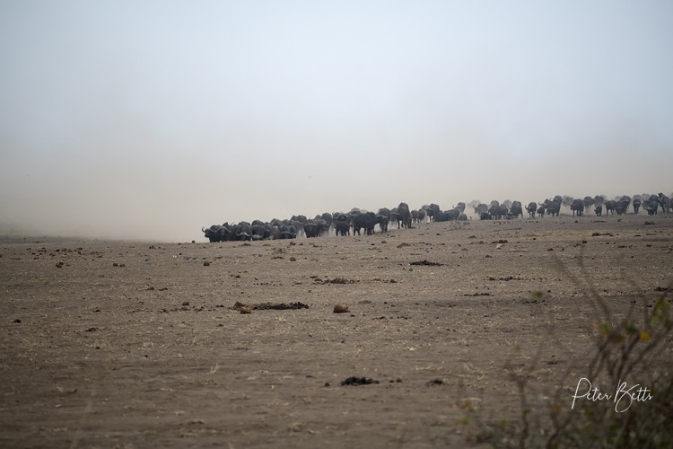 Buffalo Arrival.jpg