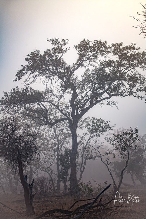 Mist Shawu.jpg