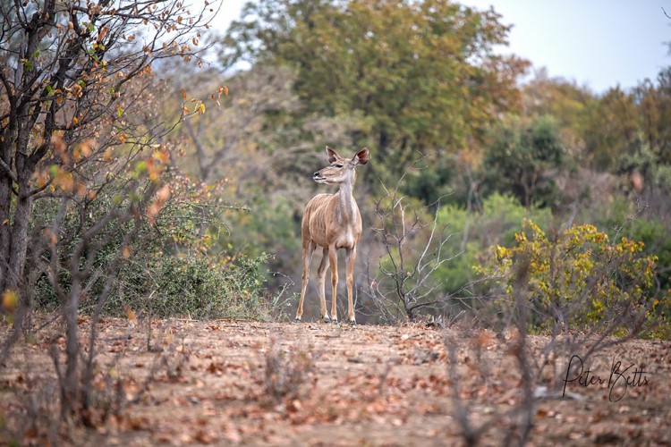 Tsendze Kudu Cow.jpg