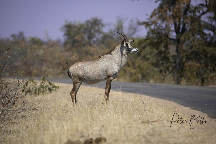 Roan Crossing.jpg