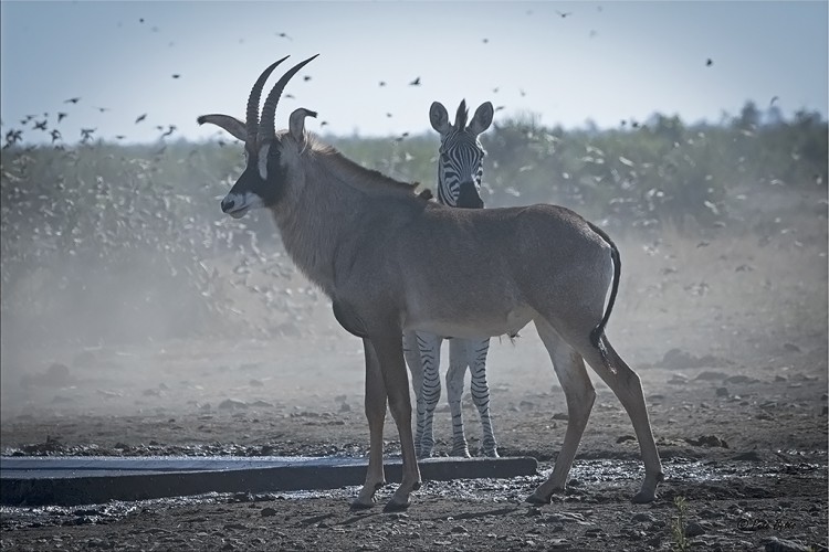 Dry Kruger.jpg