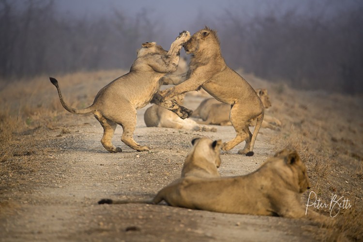 Lion Fight2.jpg