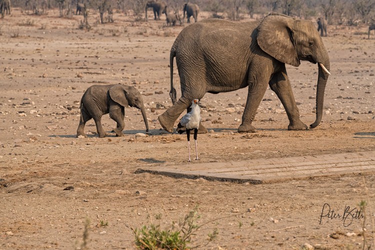 Dry Waterhole.jpg
