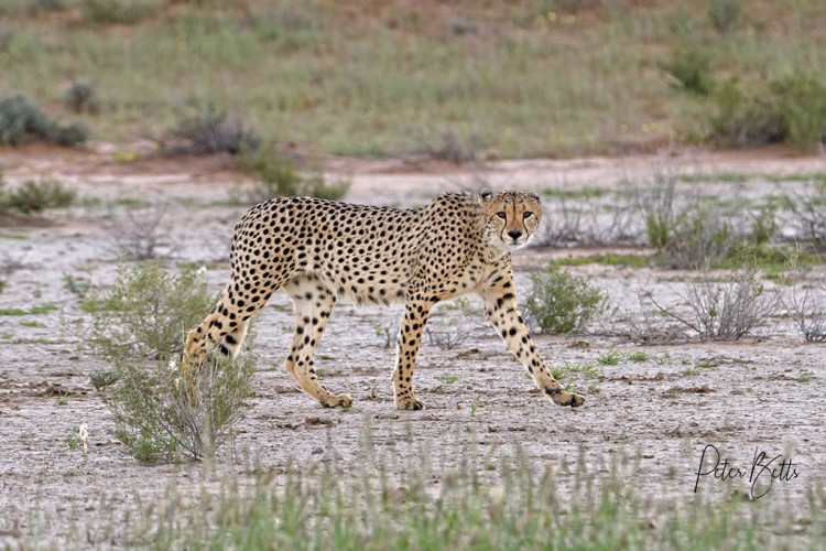 Hunting Cheetah Rooiputs.jpg