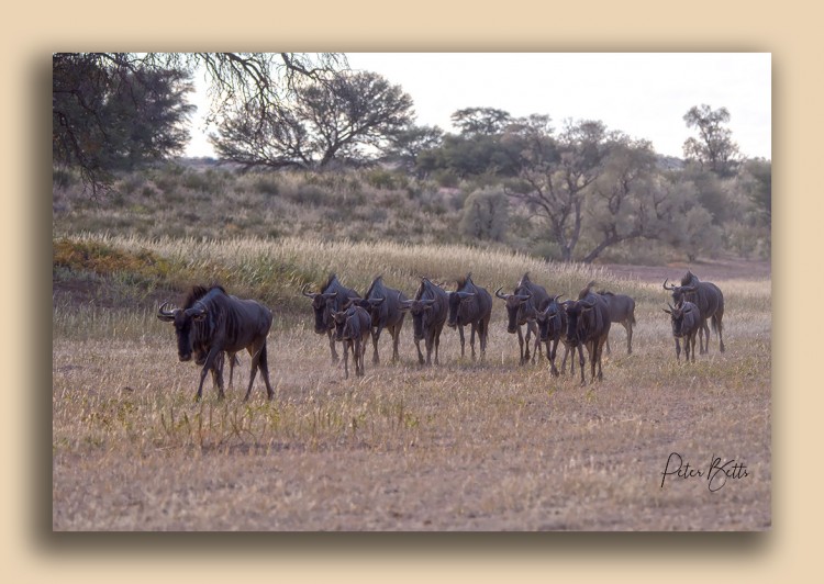 Wildebeest Migration.jpg