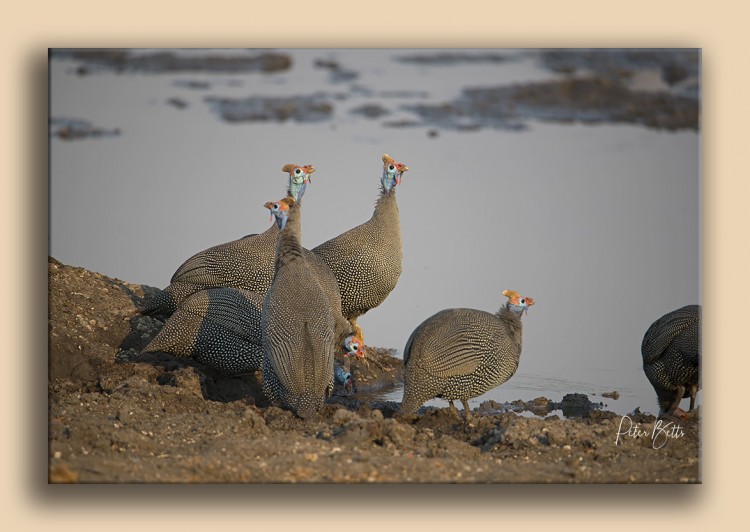 Flock of Guinea Fowl.jpg