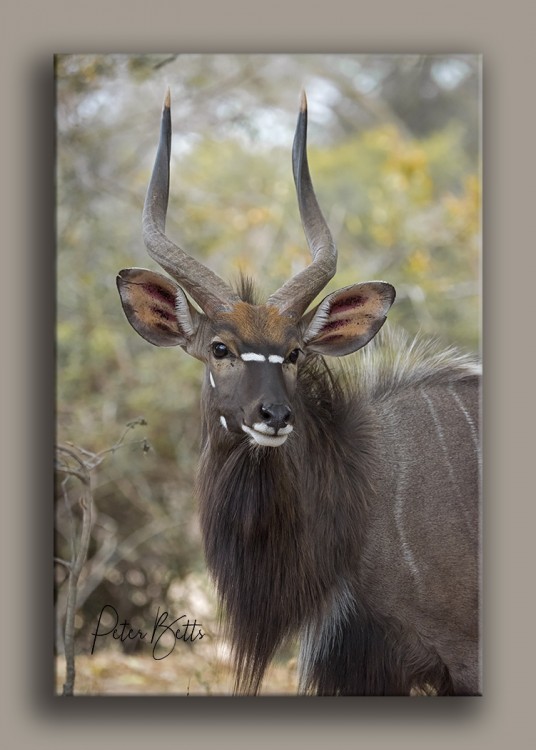 Nyala Portrait.jpg