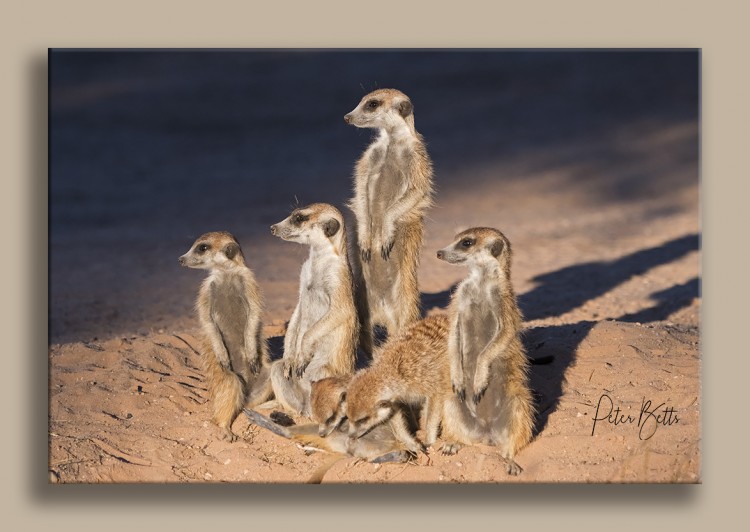 Suricates.jpg