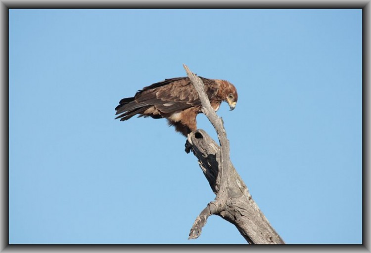 L21-18 Tawny Eagle.jpg