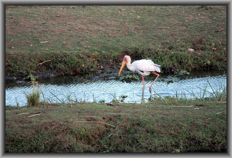 L21-19 Yellow-billed stork.jpg