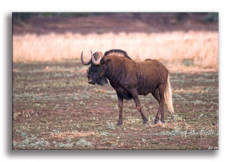Black wildebeest MZNP.jpg