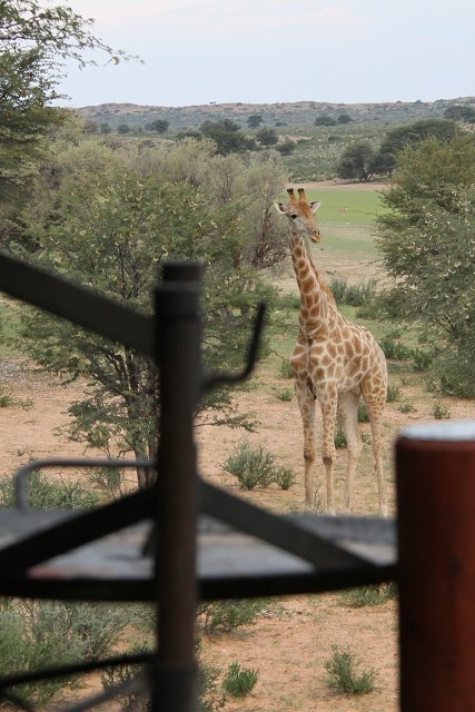 what is on the braai ?