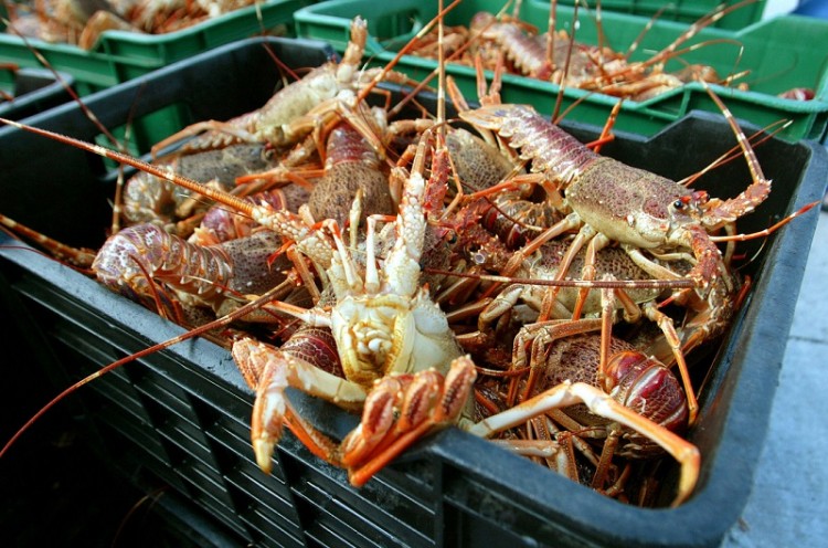 kevern-cochraie-rocklobster.pg_.jpg