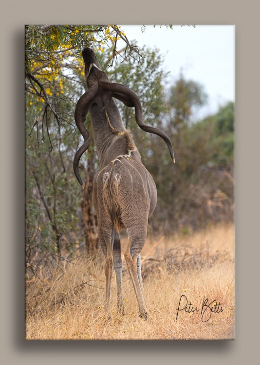 Kudu Browzing flowers.jpg