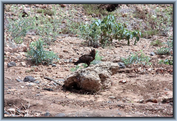 L24-7Tawny Eagle.jpg