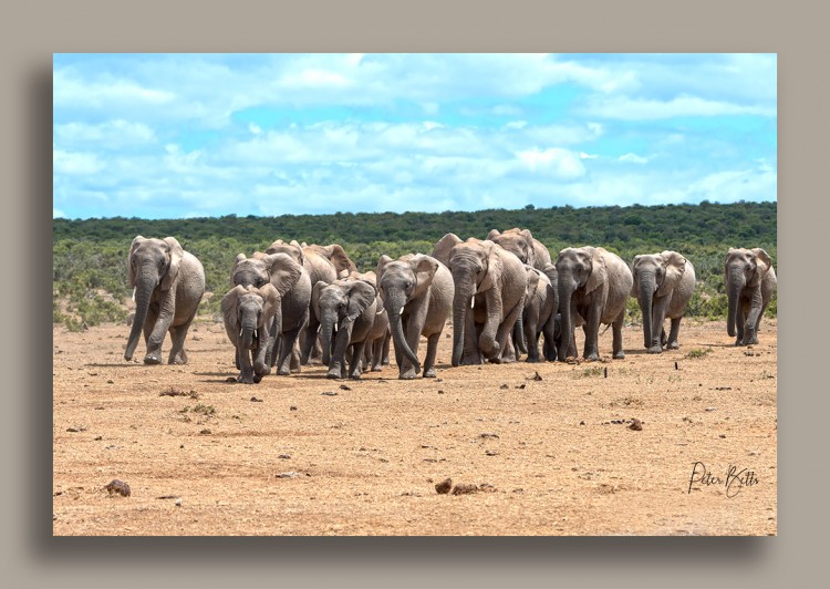 Addo Herd Approach.jpg