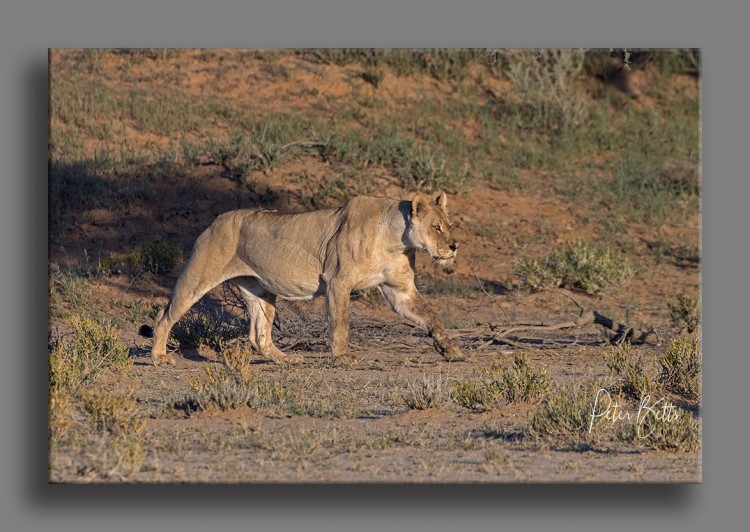 Pride matriarch Rooiputs.jpg