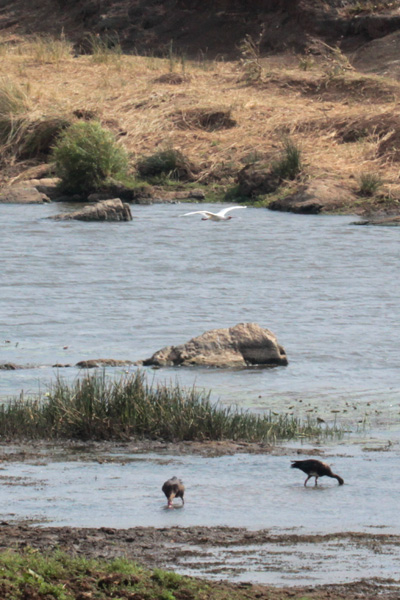 african spoonbill and spur-winged goose.jpg