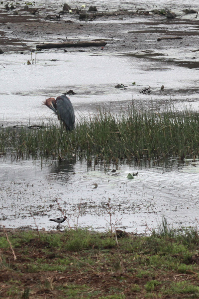 blacksmith lapwing and goliath heron.jpg