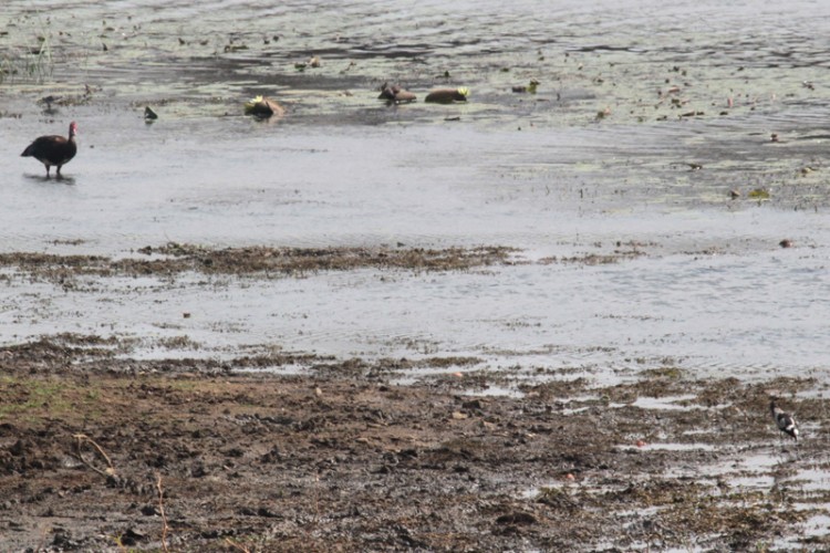 blacksmith lapwing and spur-winged goose.jpg