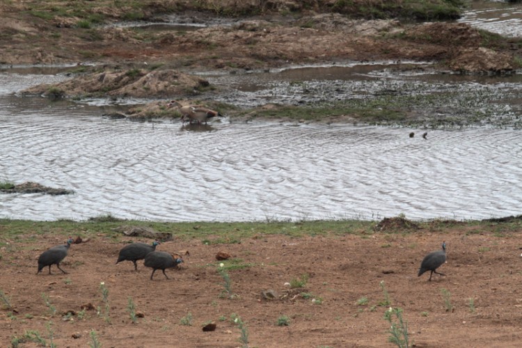 egyptian goose and helmeted guineafowl.jpg