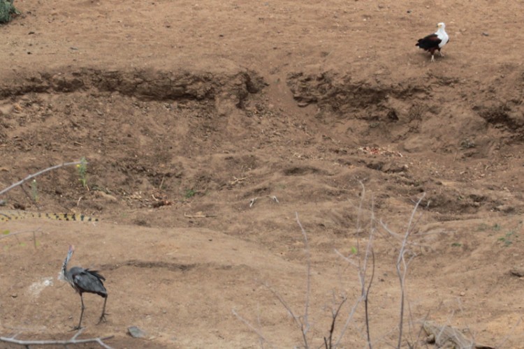 african fish eagle and goliath heron.jpg