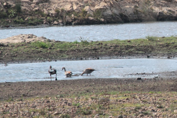 egyptian goose and spur-winged goose.jpg