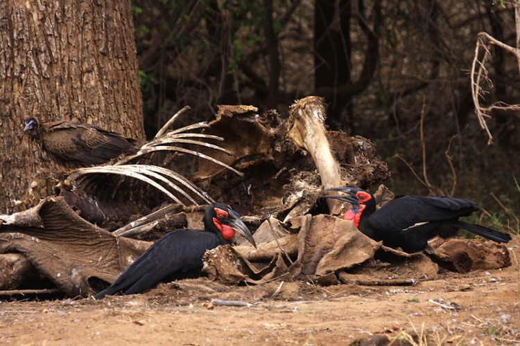 ground hornbill and hooded vulture.jpg
