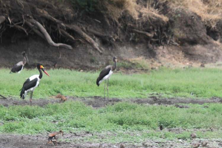 crested francolin, egyptian goose, saddle-billed stork.jpg