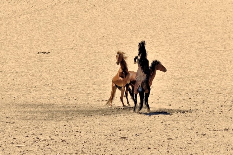 Wild Horses, Desert of Namib