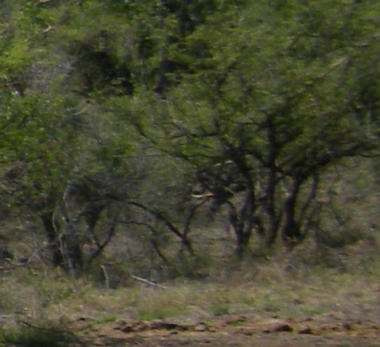 DSCF0153.JPG